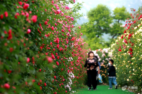 Spectacular roses amaze visitors in Qingdao