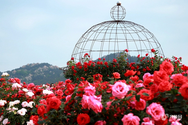 Spectacular roses amaze visitors in Qingdao