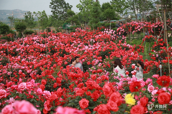 Spectacular roses amaze visitors in Qingdao