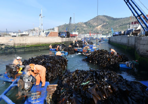 Charming Changdao,Yantai