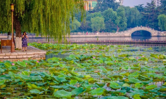 Blooming lotus flowers add color to Jinan