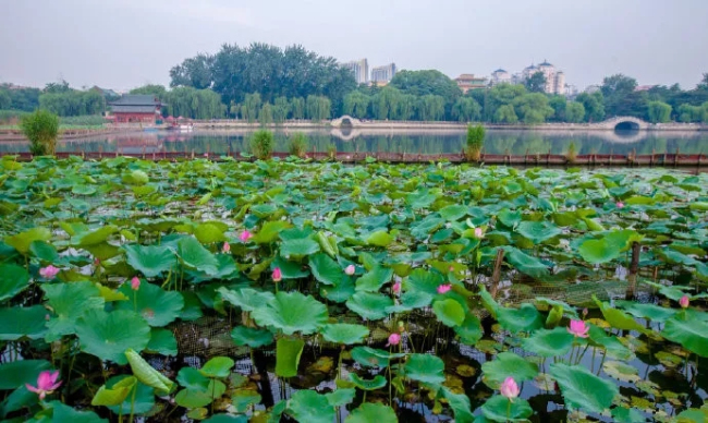 Blooming lotus flowers add color to Jinan