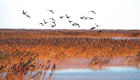 If the Yellow River's estuary is calling, it must be Autumn