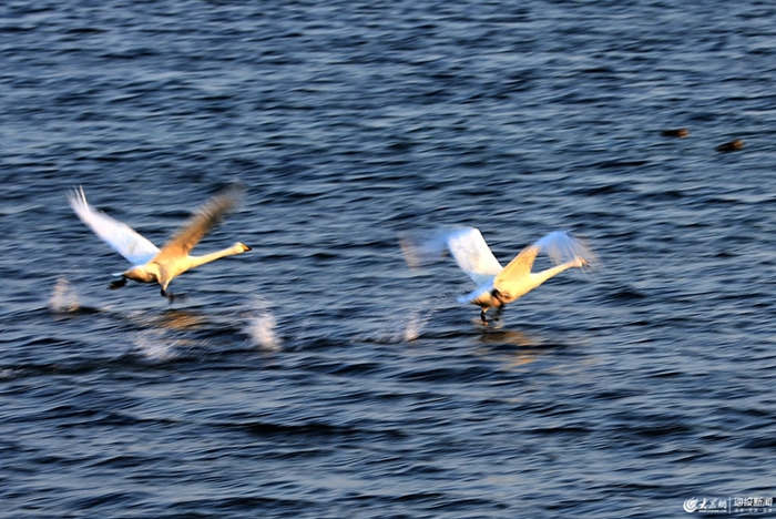 Whooper swans to migrate as season changes in Weihai