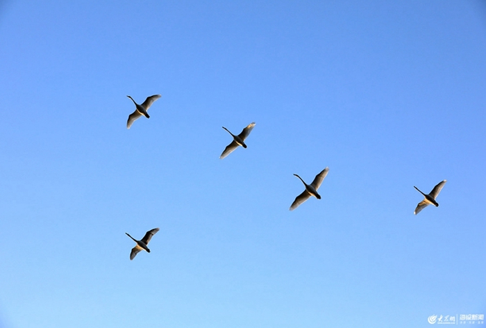 Whooper swans to migrate as season changes in Weihai