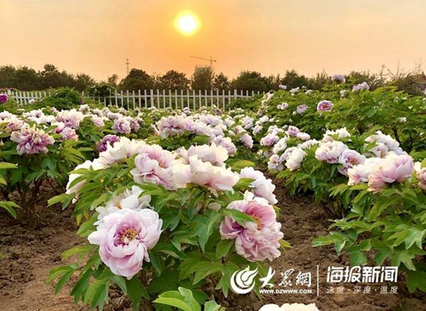 Heze peony festival opens to visitors