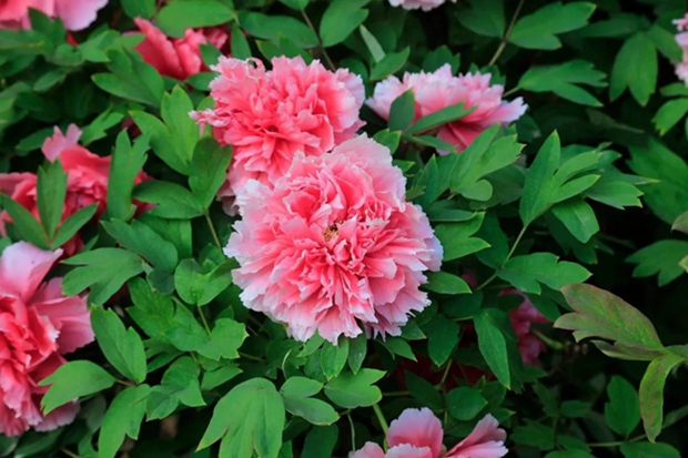 Peony blossom painting in Heze