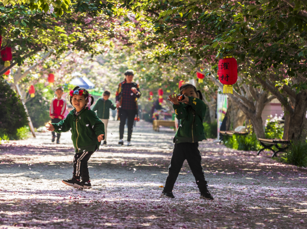 Cherry blossoms blanket Laiyang, Yantai