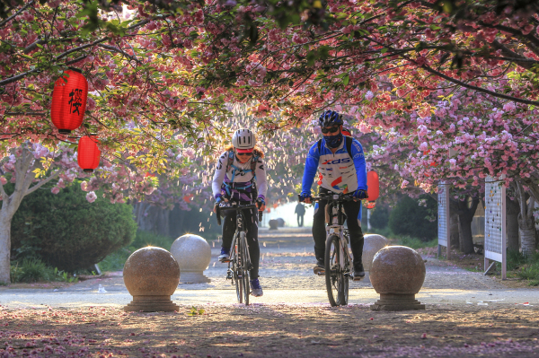 Cherry blossoms blanket Laiyang, Yantai