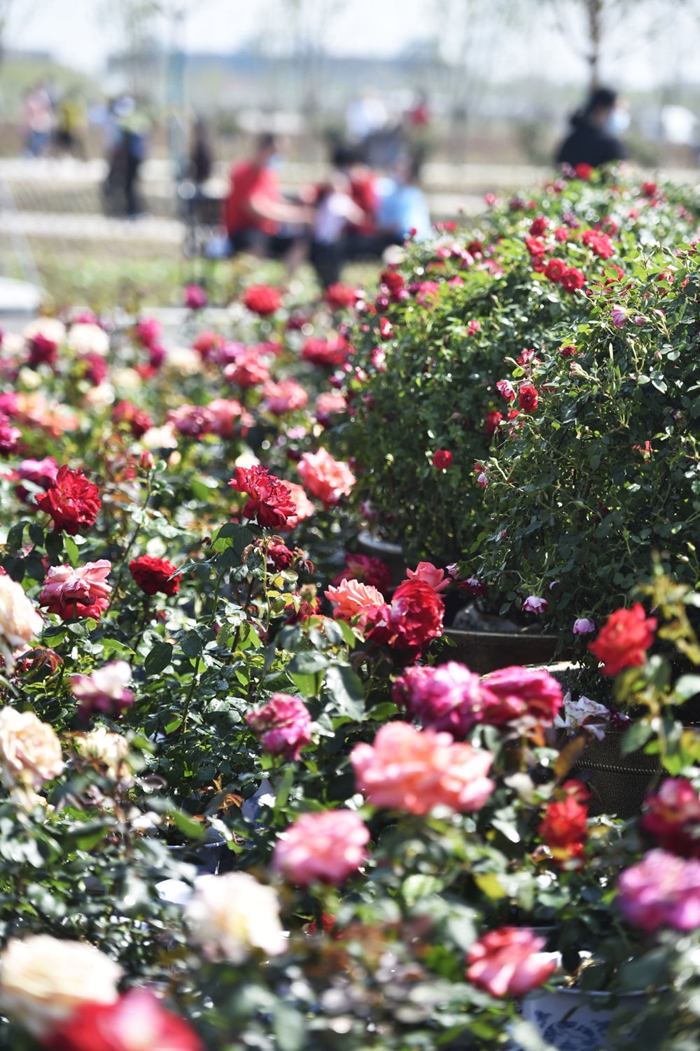 Tourists enjoy floral scenery in Shandong