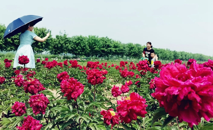 Tourists enjoy floral scenery in Shandong
