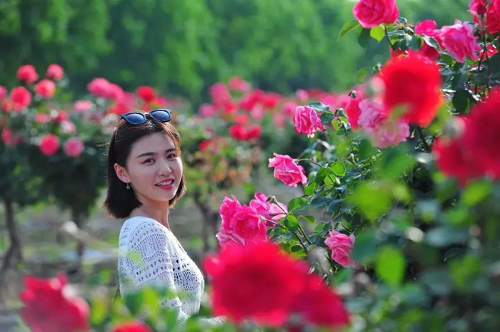 Admiring blooming Chinese roses in Taierzhuang ancient town