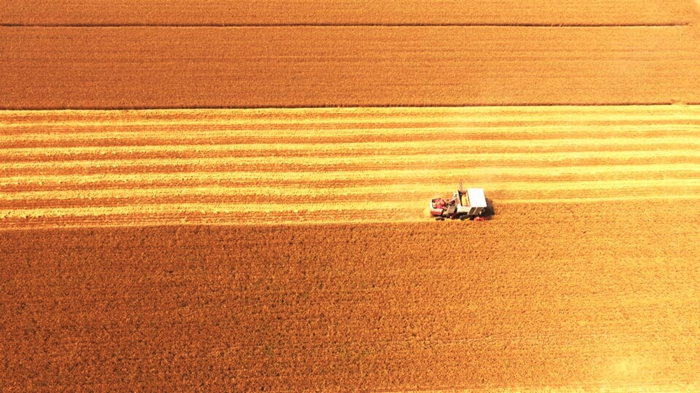 Wheat harvest kicks off in Dongying