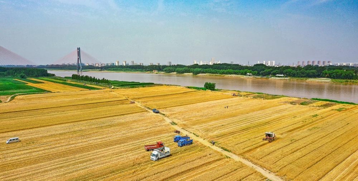 Wheat harvest kicks off in Dongying