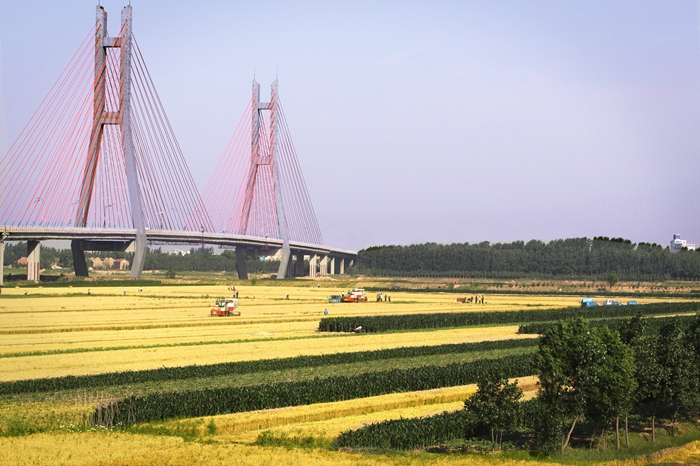 Wheat harvest kicks off in Dongying