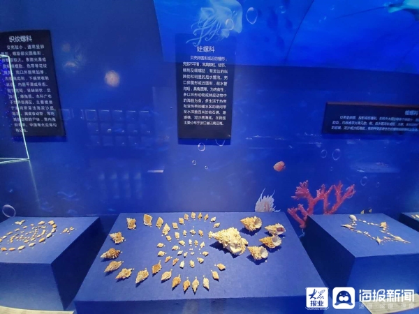 ​Seashell exhibition opens at Shandong Museum