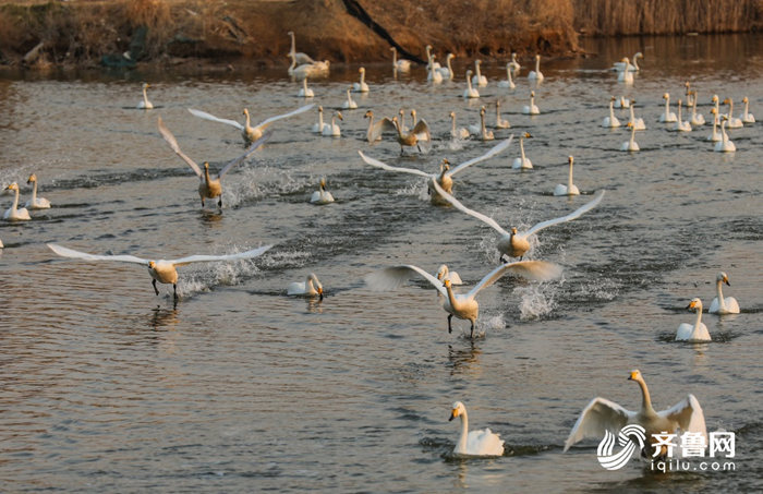 Whooper swans to migrate as season changes in Weihai