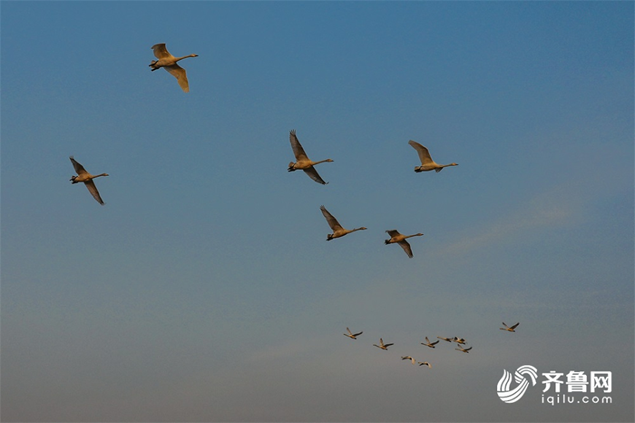 Whooper swans to migrate as season changes in Weihai