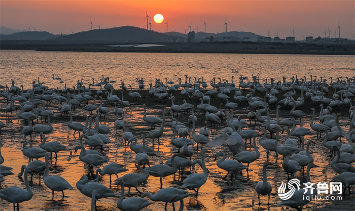 Whooper swans to migrate as season changes in Weihai