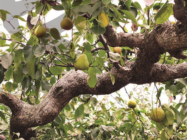 Laiyang pears