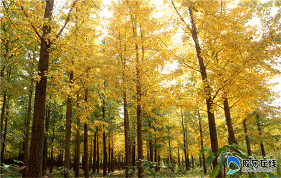 Golden autumn in Laizhou