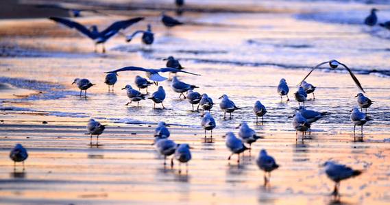 Thousands of seagulls descend on Yantai