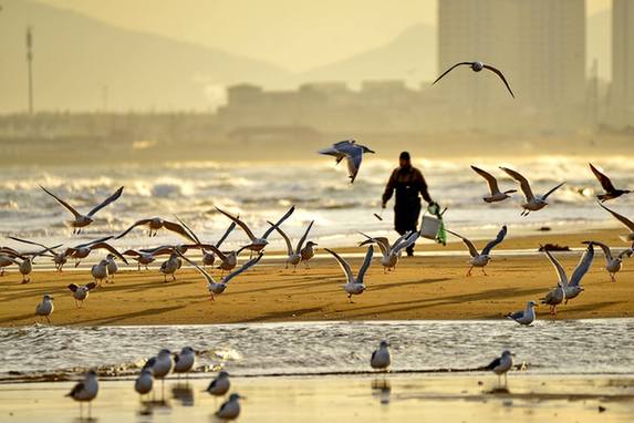 Thousands of seagulls descend on Yantai