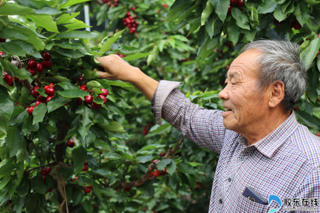 Ripe cherries ready for picking in Yantai