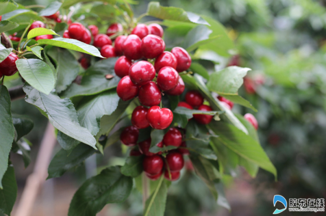 Ripe cherries ready for picking in Yantai