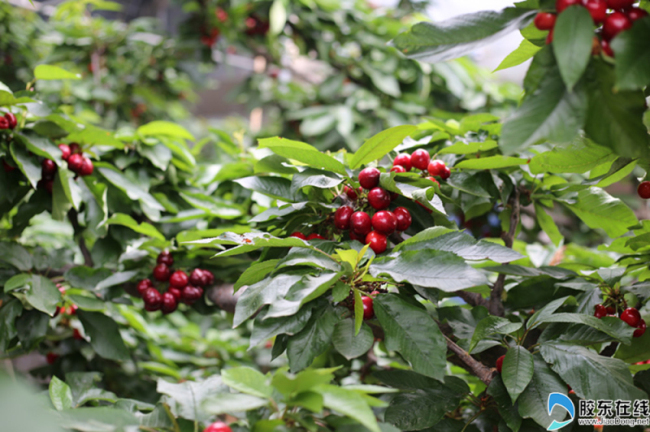 Ripe cherries ready for picking in Yantai