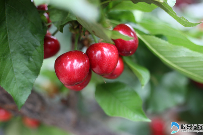 Ripe cherries ready for picking in Yantai