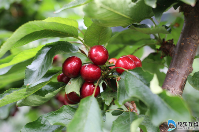 Ripe cherries ready for picking in Yantai