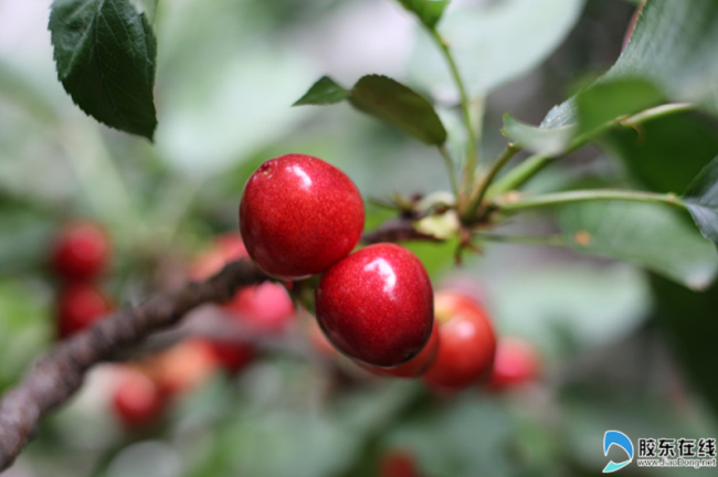 Ripe cherries ready for picking in Yantai