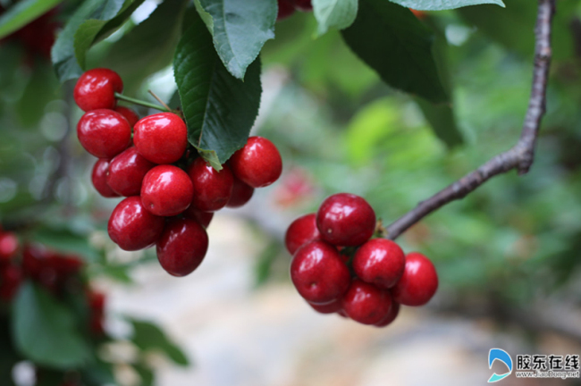 Ripe cherries ready for picking in Yantai