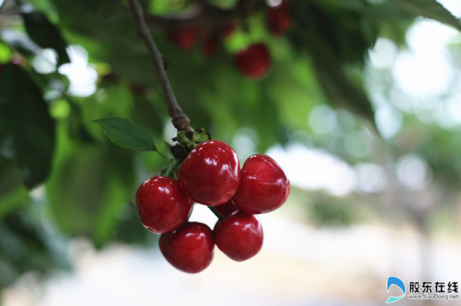 Ripe cherries ready for picking in Yantai