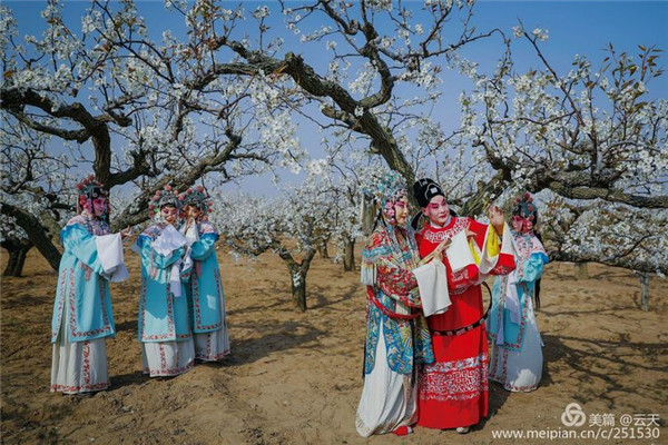 In pics: when Peking Opera meets pear blossoms