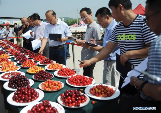 Farmers present cherries in fruit competition in Yantai