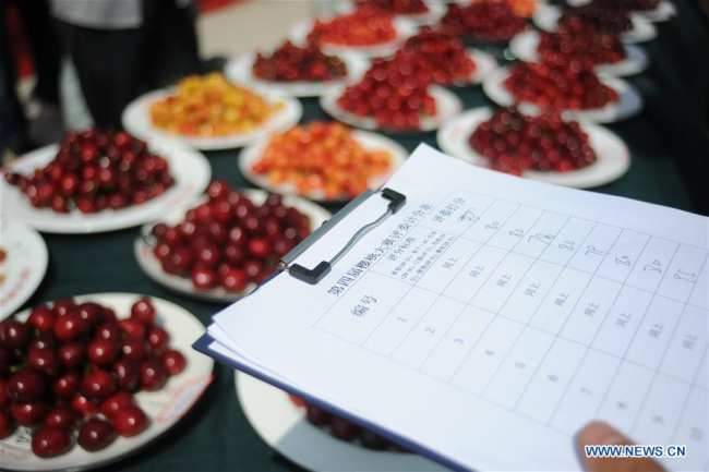 Farmers present cherries in fruit competition in Yantai