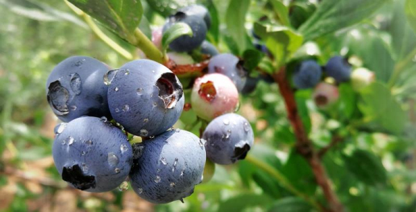 Yantai blueberries boost rural economy