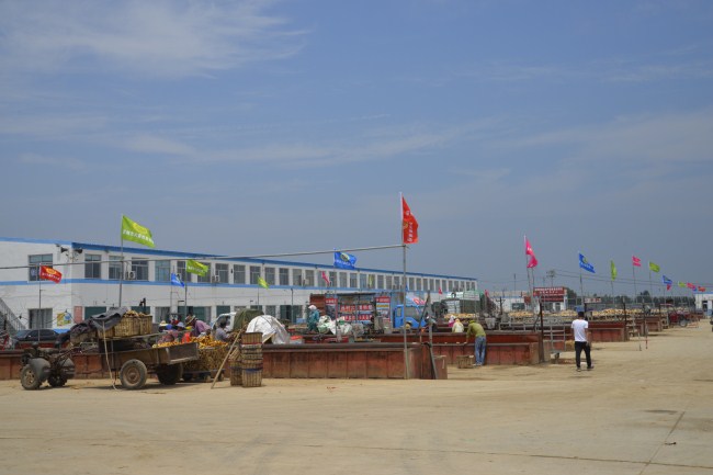 Ginger market benefits farmers in Laizhou