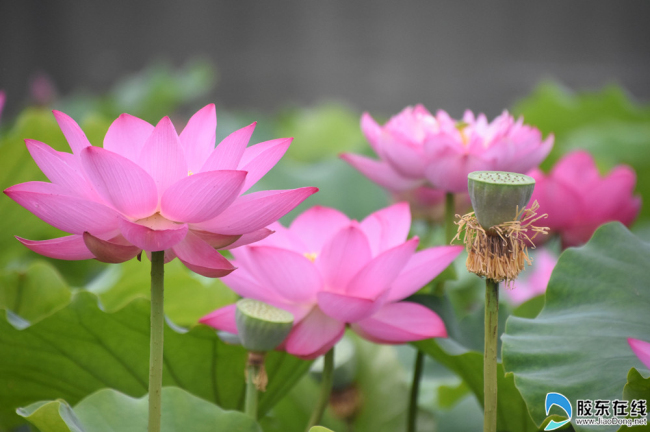 Lotus flowers bloom in Yantai