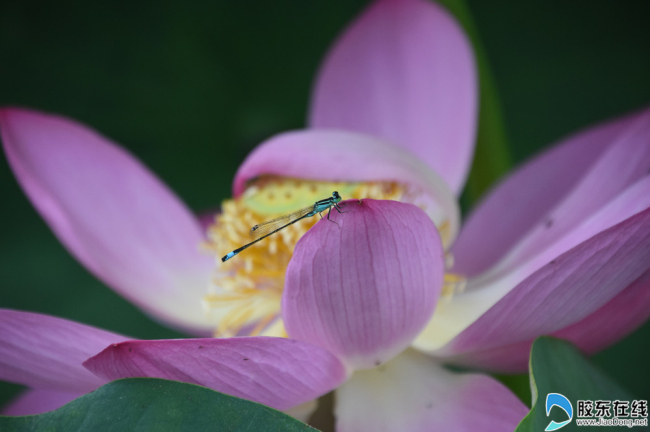 Lotus flowers bloom in Yantai