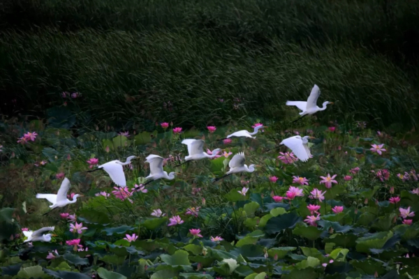 In pics: Flocks of egrets seen near Neijia River in Yantai