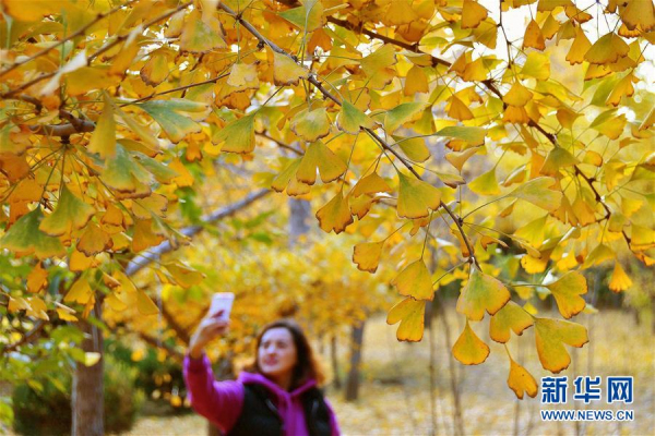 Yantai gingko leaves charm visitors