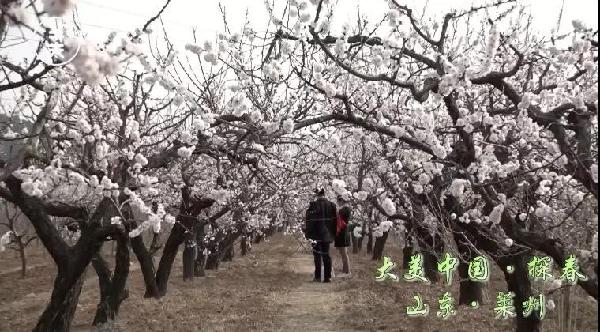 Apricot flower village in Laizhou enchants visitors