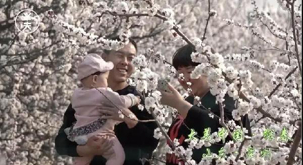 Apricot flower village in Laizhou enchants visitors