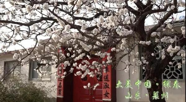 Apricot flower village in Laizhou enchants visitors