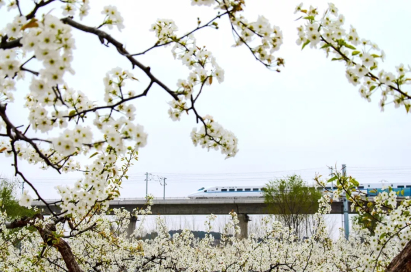 Laiyang pear blossoms festival unveiled