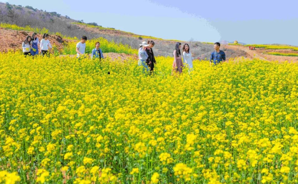 Picturesque rape flowers seen in Penglai