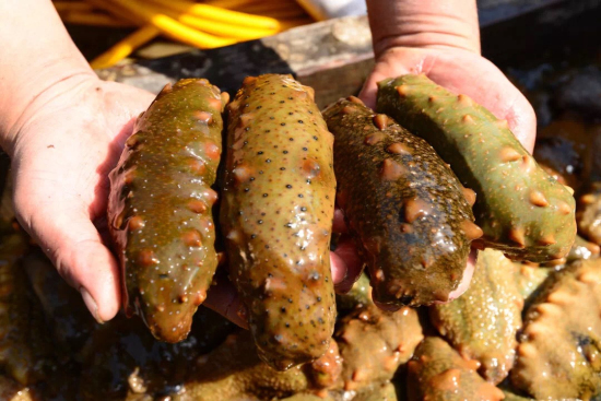 Yantai sea cucumbers seek opportunities in Beijing